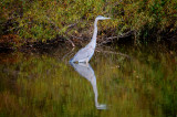 Water Birds of Core Creek Park II