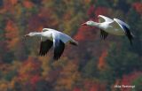 Race Against An Artists Pallate - Greater Snow Geese
