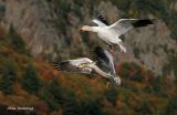Guiding The Young - Greater Snow Geese