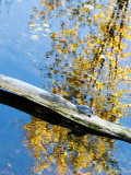 Turtle in a Tree