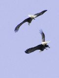 Eagles at Play