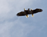 Bald Eagle Pair