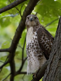 Young RT Hawk