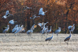 Sandhill Cranes on the Move