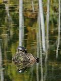 Painted Turtle