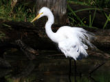 Fluffed Feathers