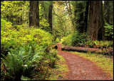 redwoods01_0053.jpg