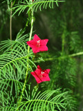 Cypress vine flowers (Ipomoea quamoclit)