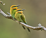 Bee-eaters