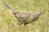 Hen Pheasant