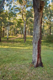The Kroombit Tops Road