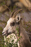 Big Horn Sheep