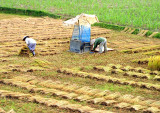 Rice fields Vietnam