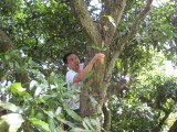 Danny picking mango