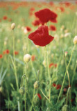 Coquelicots aux champs