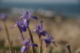 Fleurs de Sicile