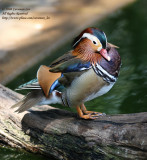 Mandarina duck