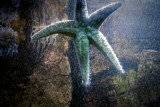 Star Fish