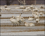 0683 Tundra Swans.jpg