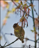1032 Worm-eating Warbler.jpg