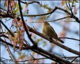 1037 Worm-eating Warbler.jpg