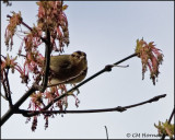 1042 Worm-eating Warbler.jpg