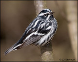 1092 Black-and-white Warbler.jpg