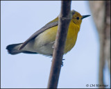 1172 Prothonotary Warbler.jpg
