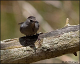 1250 Gray Catbird.jpg