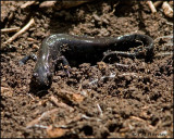 1264 Small-mouthed Salamander