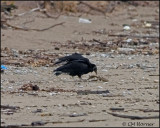 1303 Black Vulture.jpg