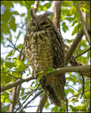 1325 Long-eared Owl.jpg