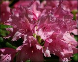 1506 Azalea  .jpg
