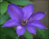 1510  Nellie Moser Clematis.jpg