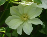 1511 Lemon Chiffon Clematis.jpg