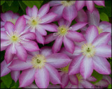 1524 Asao Clematis.jpg