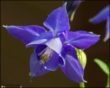 1529 Columbine.jpg