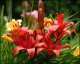 0916 Bouquet of Lilies.jpg