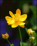 0921 Globe Flower.jpg