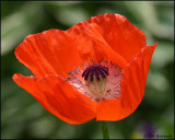 0922 Oriental Poppy.jpg