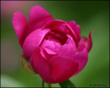 0930 Peony Bud.jpg