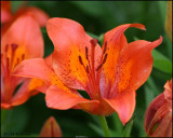 0933 Lilies.jpg