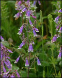 0975 Hairy Beardtongue.jpg