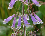 0978 Hairy Beardtongue.jpg