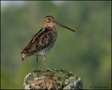 0993 Wilsons Snipe.jpg