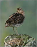 1001 Wilsons Snipe.jpg