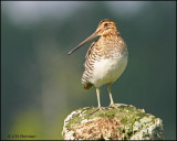 1023 Wilsons Snipe.jpg