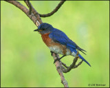 1064 Eastern Bluebird male.jpg