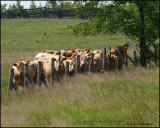 1070 Carden Cattle.jpg