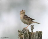 1167 Grasshopper Sparrow.jpg